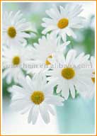 Chrysanthemum Instant Powder