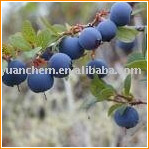 Bilberry P.E.