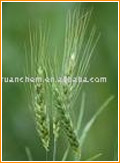 Barley Extract