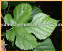 Mulberry Fruit Extract