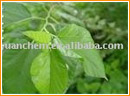 Mulberry Leaf Extract